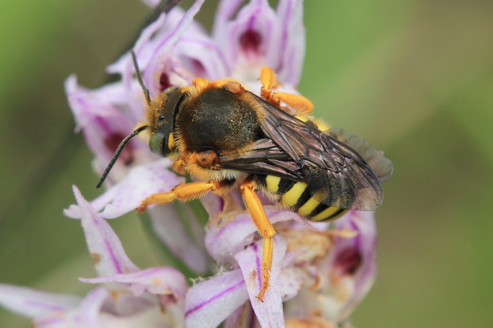 Rhodanthidium septemdentatum, maschio