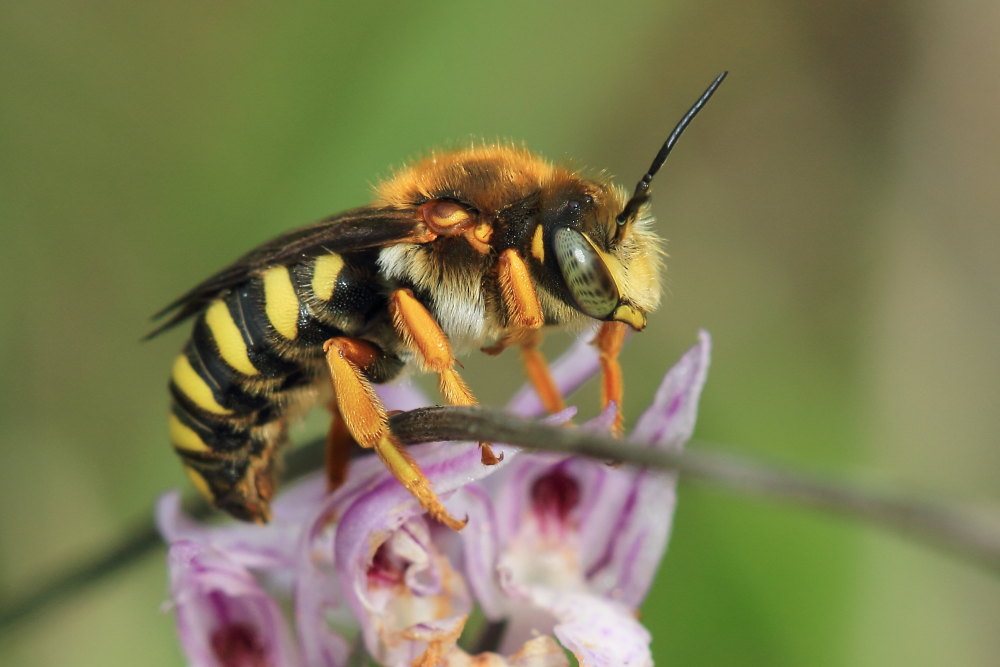 Rhodanthidium septemdentatum, maschio