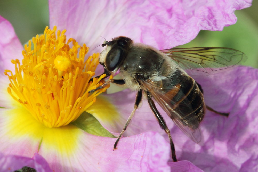 Syrphidae: Eristalis tenax, femmina