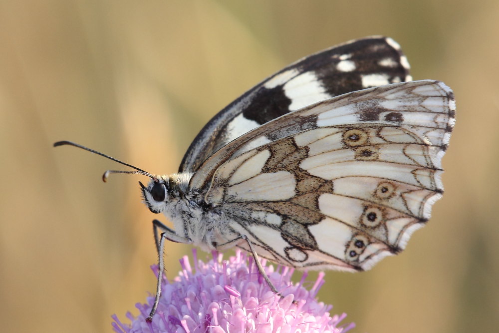 Melanargia russiae o galathea? - Entrambe