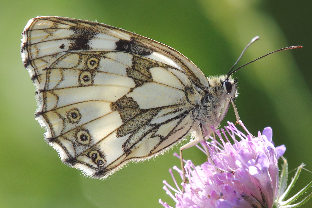 Melanargia russiae o galathea? - Entrambe