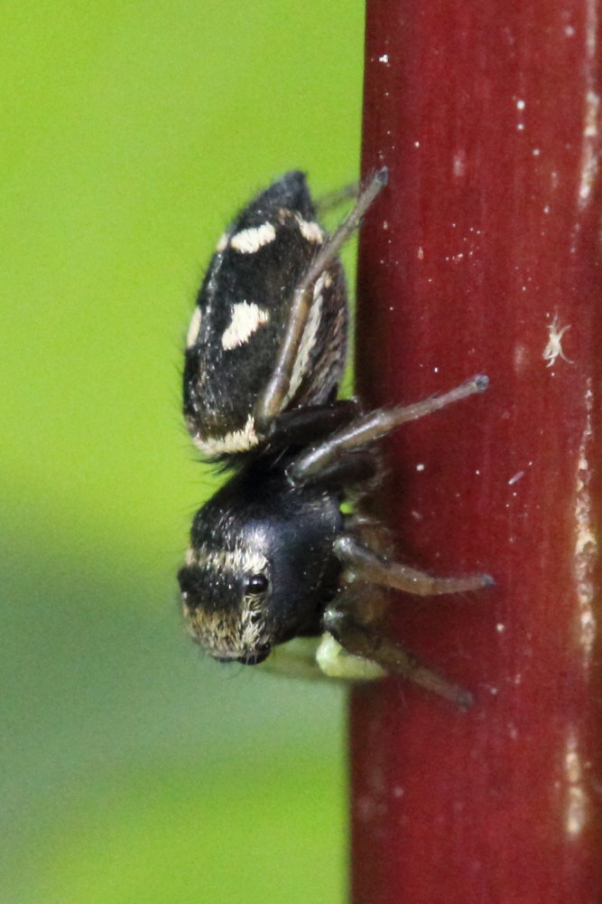 Heliophanus sp. - Monte Conero (AN)