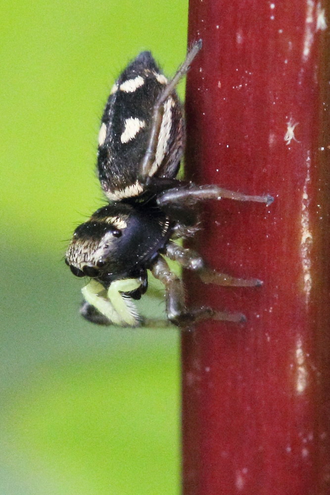 Heliophanus sp. - Monte Conero (AN)