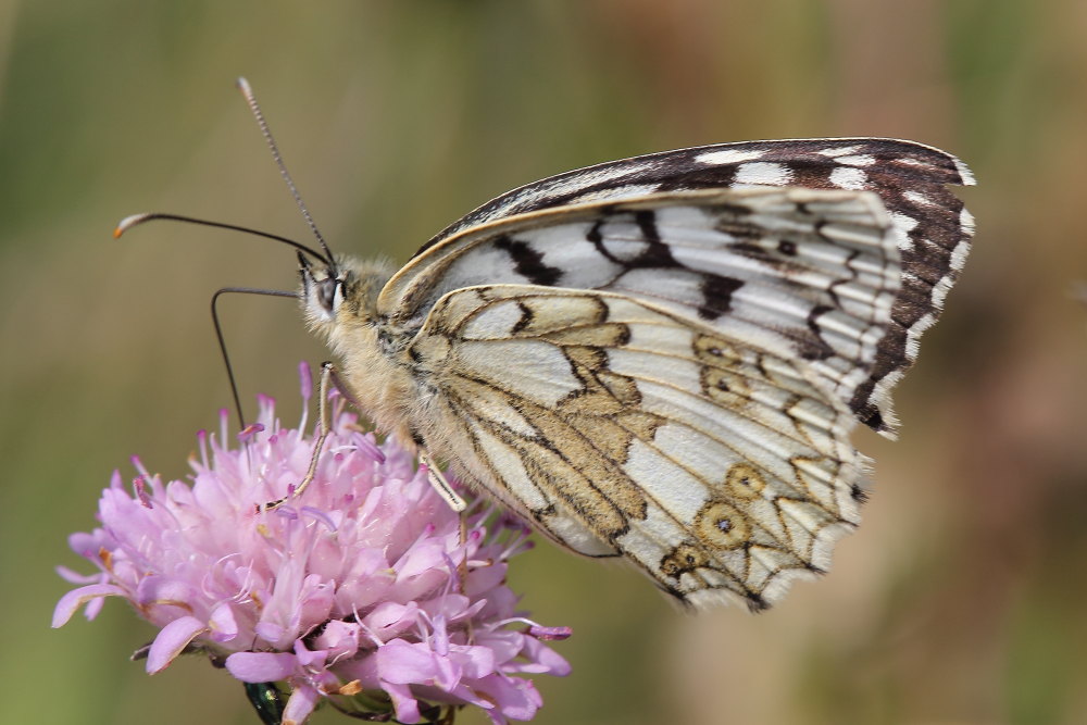 Melanargia russiae o galathea? - Entrambe