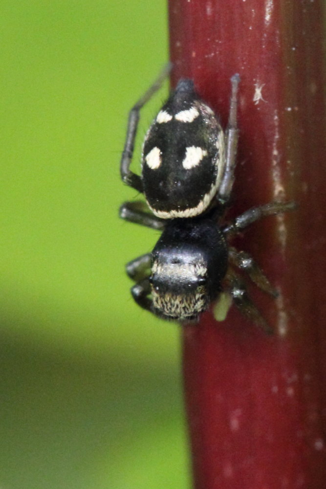 Heliophanus sp. - Monte Conero (AN)