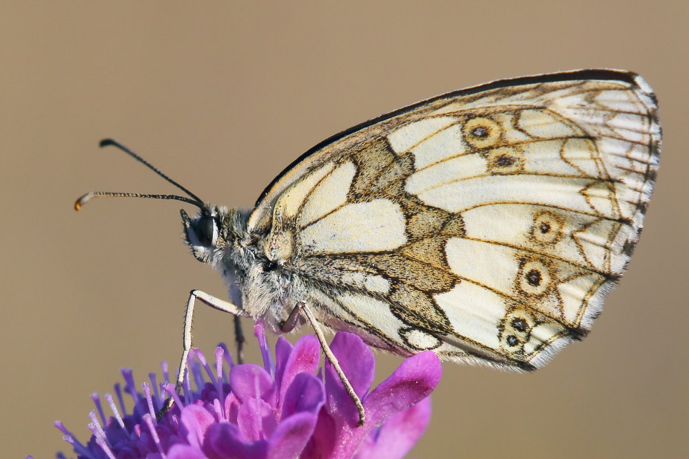 Melanargia russiae o galathea? - Entrambe