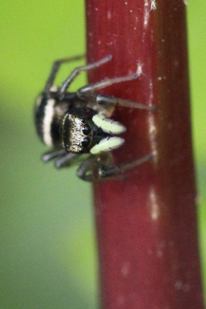 Heliophanus sp. - Monte Conero (AN)