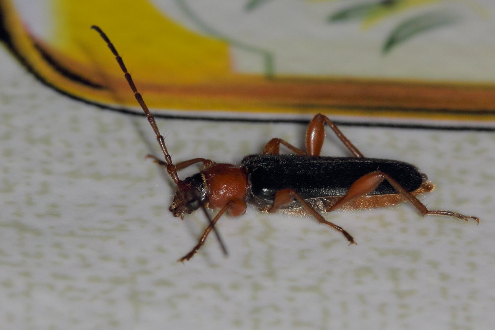 Cerambycidae:  Phymatodes testaceus