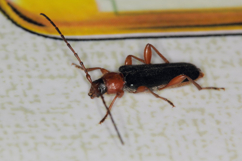 Cerambycidae:  Phymatodes testaceus