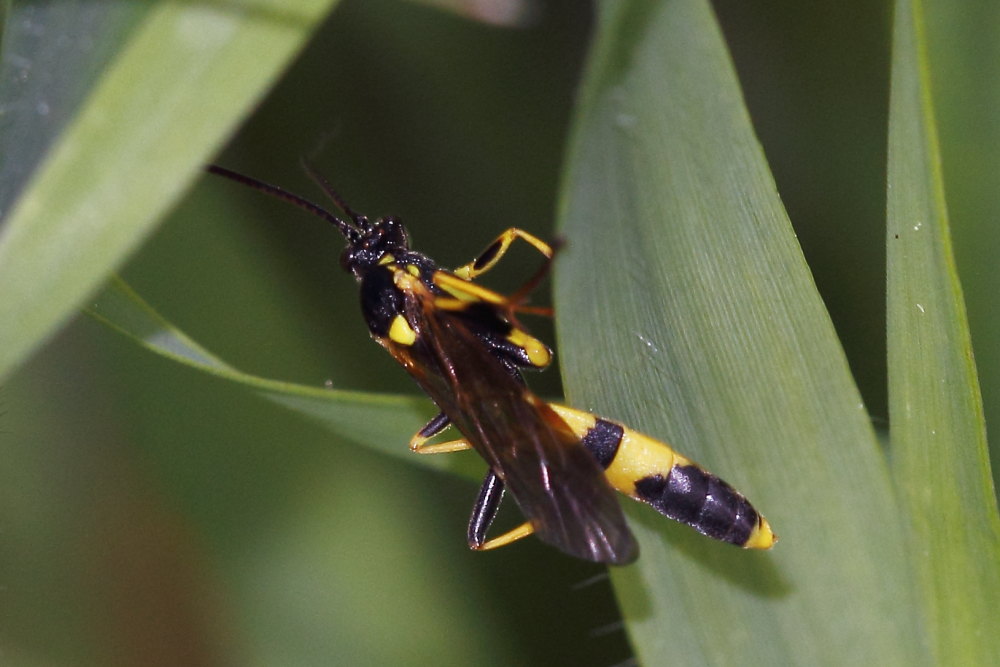 Ichneumonidae da identificare