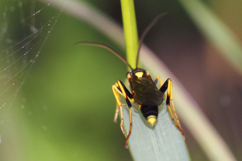 Ichneumonidae da identificare