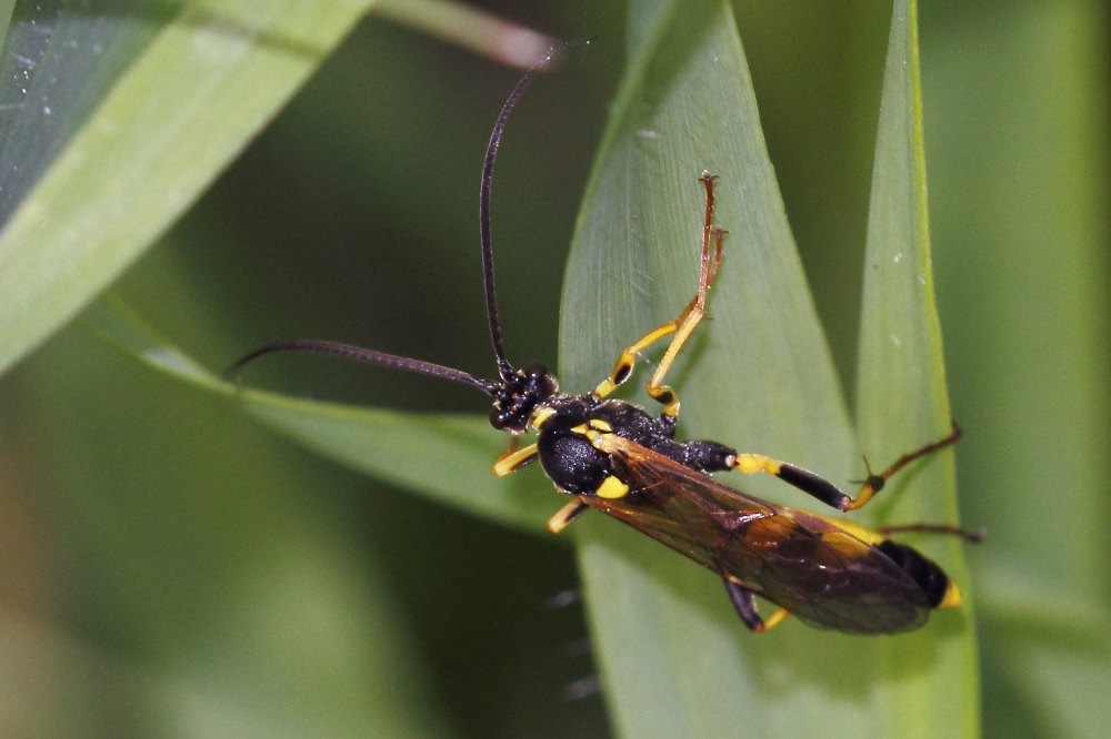 Ichneumonidae da identificare