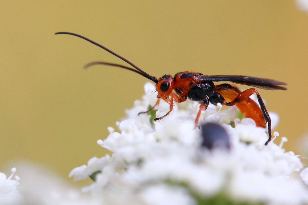 Ichneumonidae da identificare