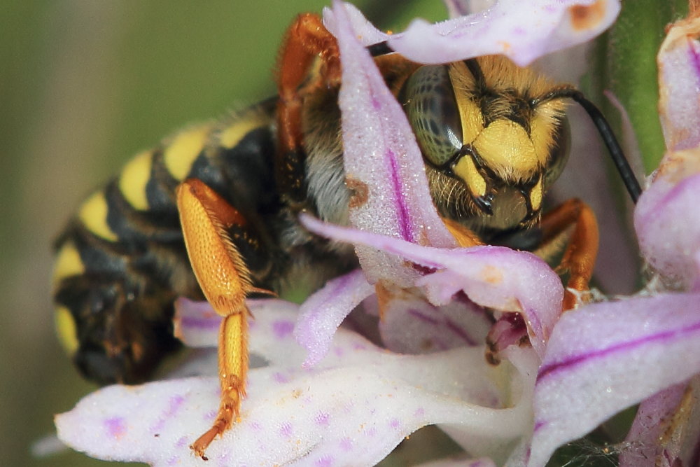 Rhodanthidium septemdentatum, maschio