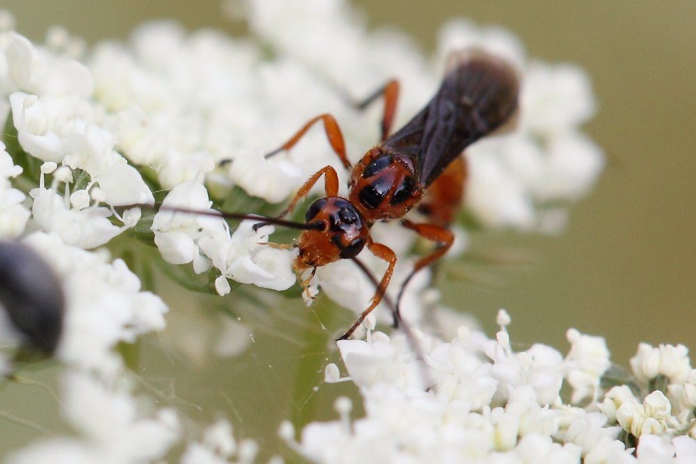 Ichneumonidae da identificare