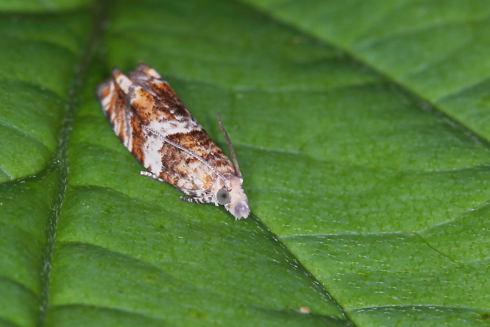 Da identificare - Epinotia abbreviana