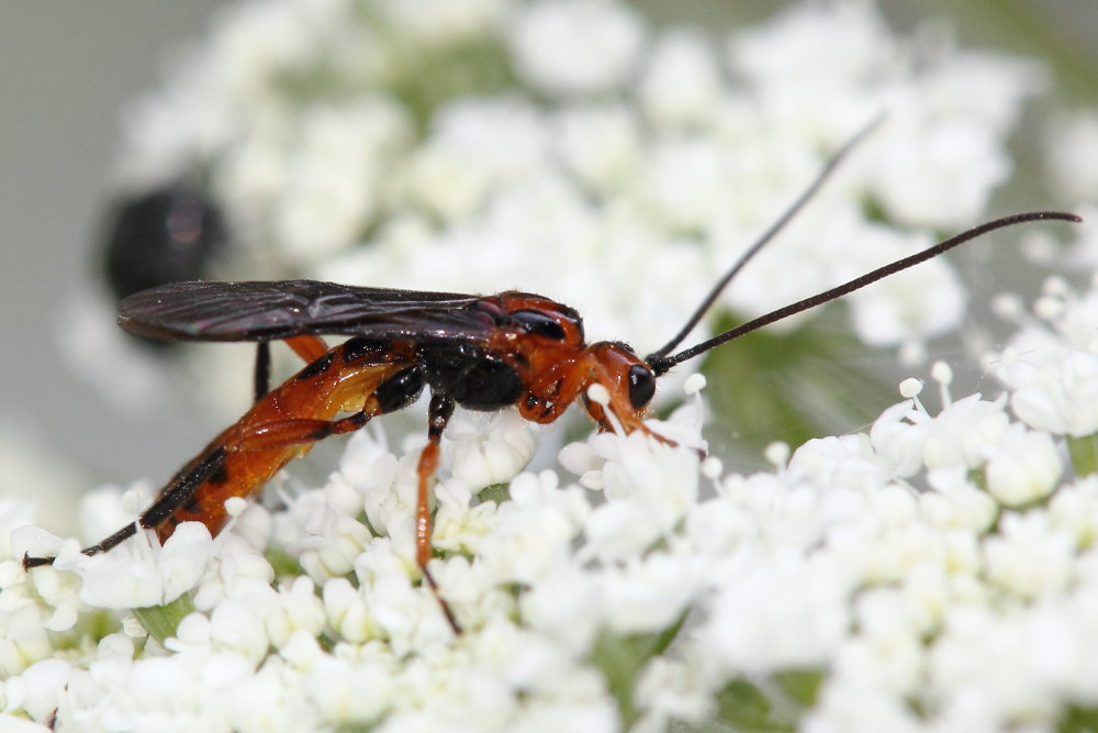 Ichneumonidae da identificare