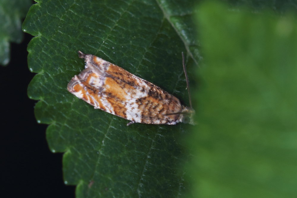 Da identificare - Epinotia abbreviana