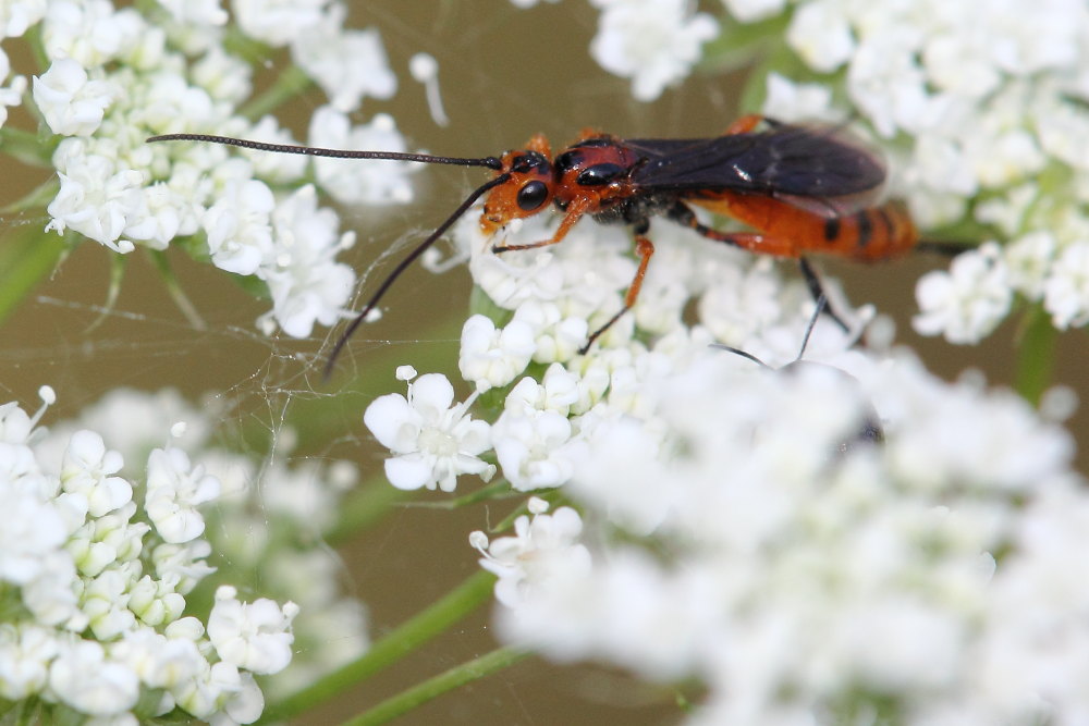 Ichneumonidae da identificare