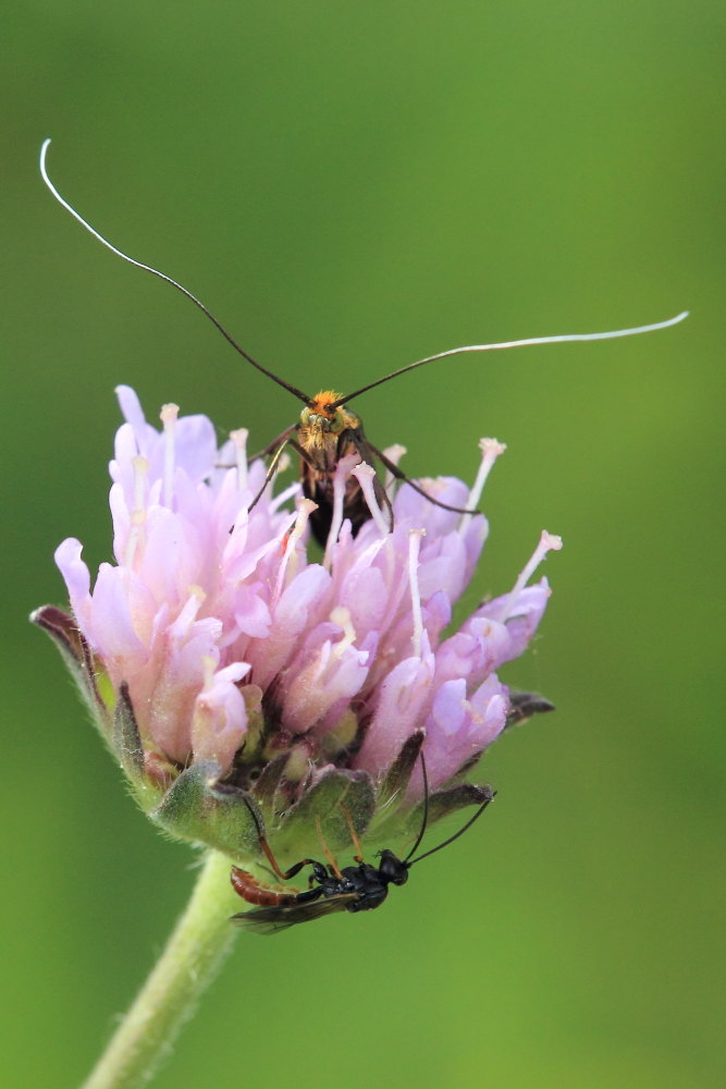 Ichneumonidae da ID