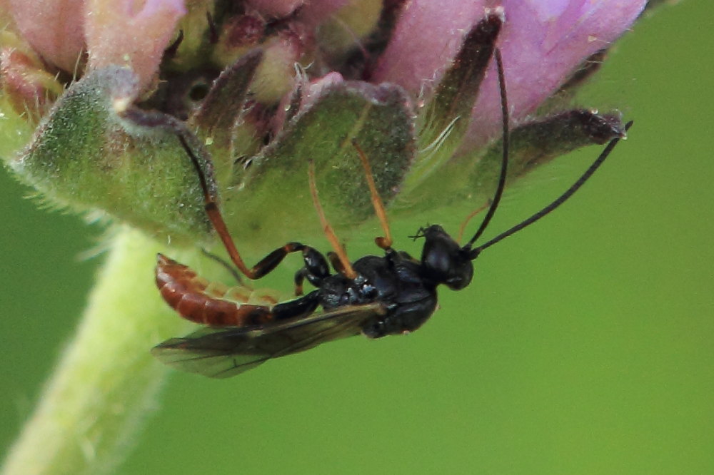 Ichneumonidae da ID