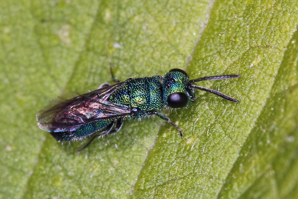 Chrysididae da identificare: Trichrysis cyanea