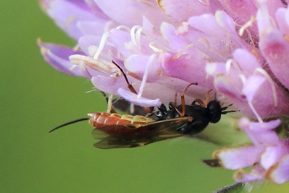 Ichneumonidae da ID