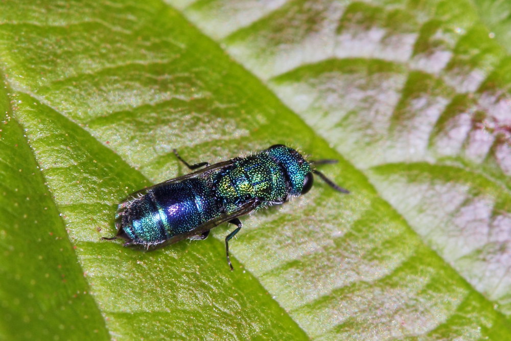 Chrysididae da identificare: Trichrysis cyanea