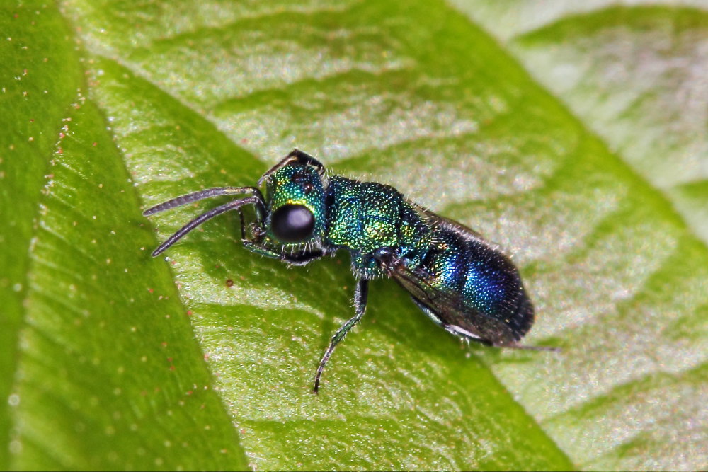 Chrysididae da identificare: Trichrysis cyanea