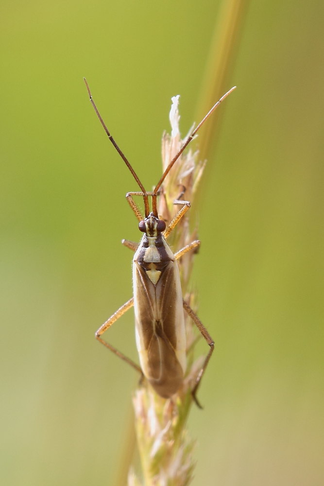 Leptopterna ferrugata, maschio, delle Marche (MC)