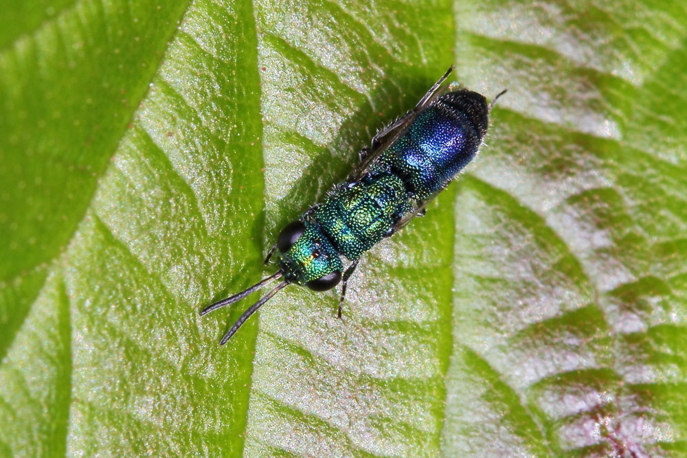 Chrysididae da identificare: Trichrysis cyanea