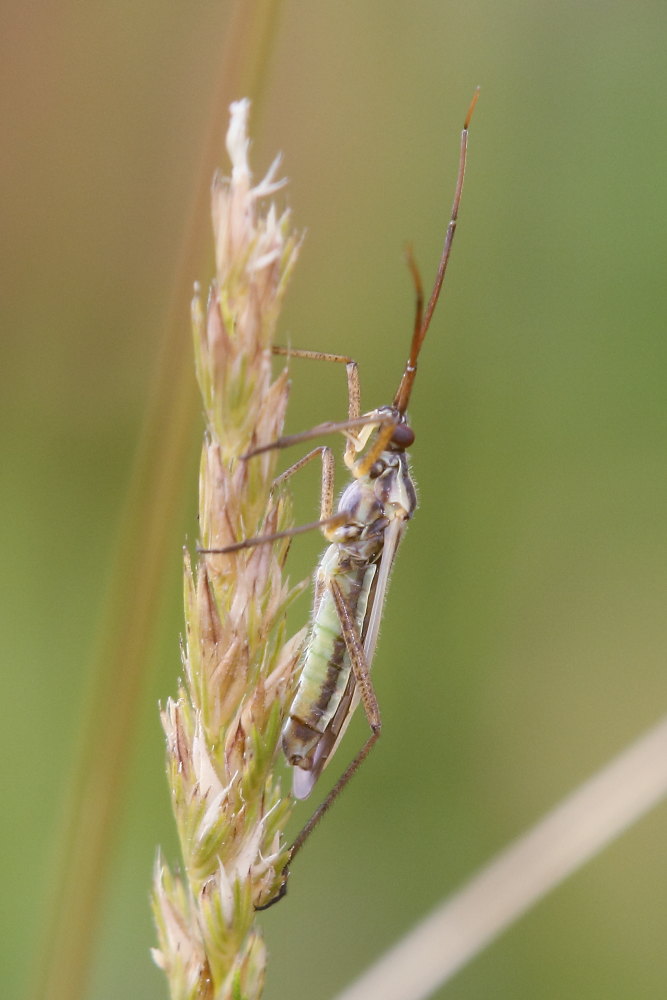 Leptopterna ferrugata, maschio, delle Marche (MC)