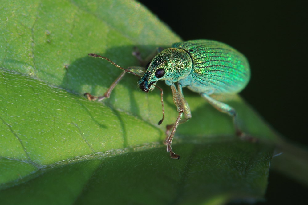 Curculionidae:  Polydrusus formosus