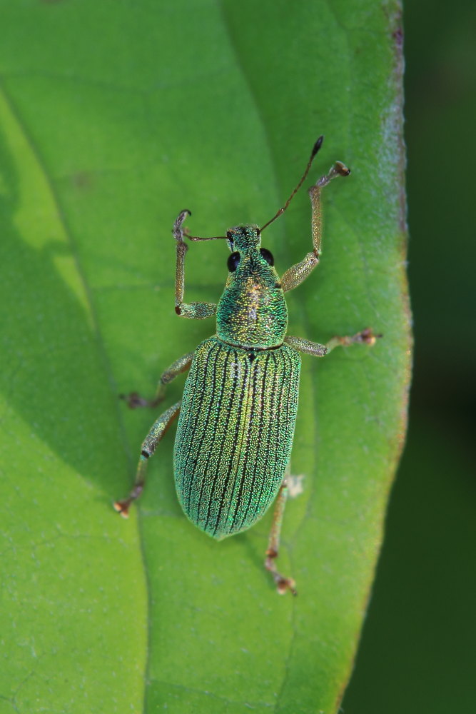 Curculionidae:  Polydrusus formosus