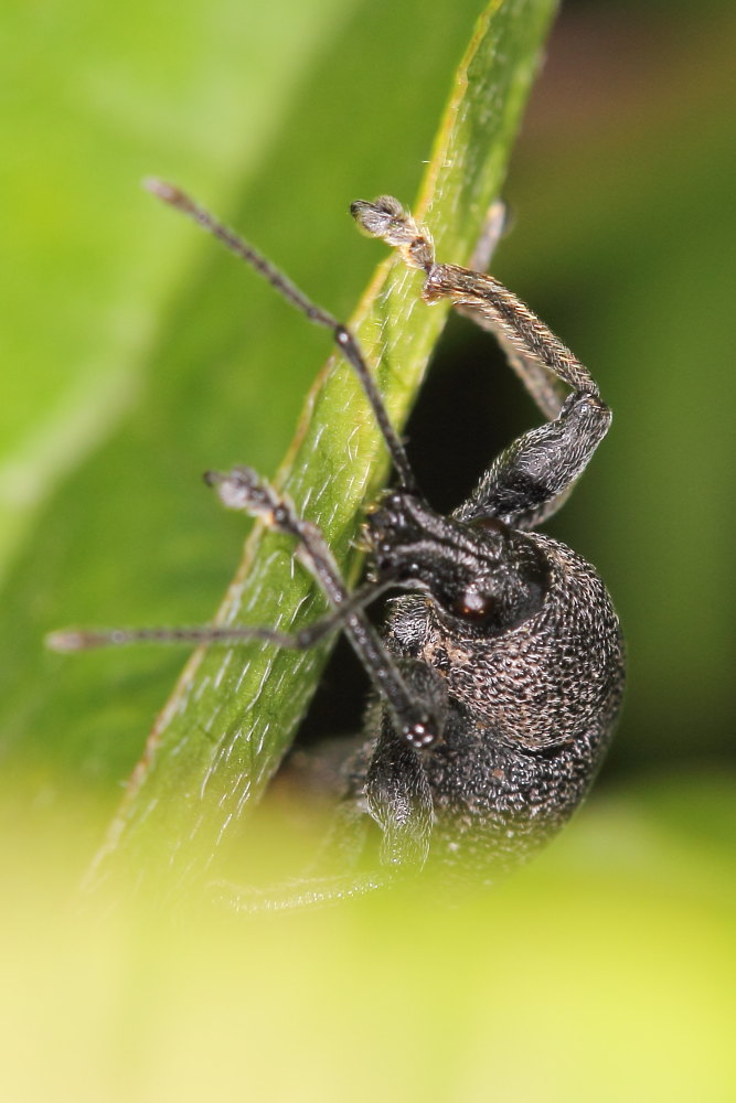 Curculionidae:  Otiorhynchus caudatus