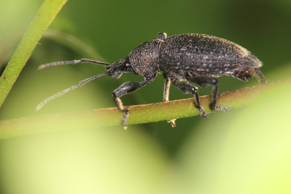 Curculionidae:  Otiorhynchus caudatus