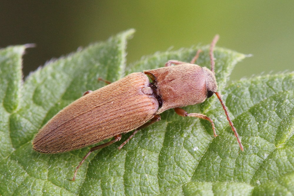 Agriotes litigiosus, Elateridae