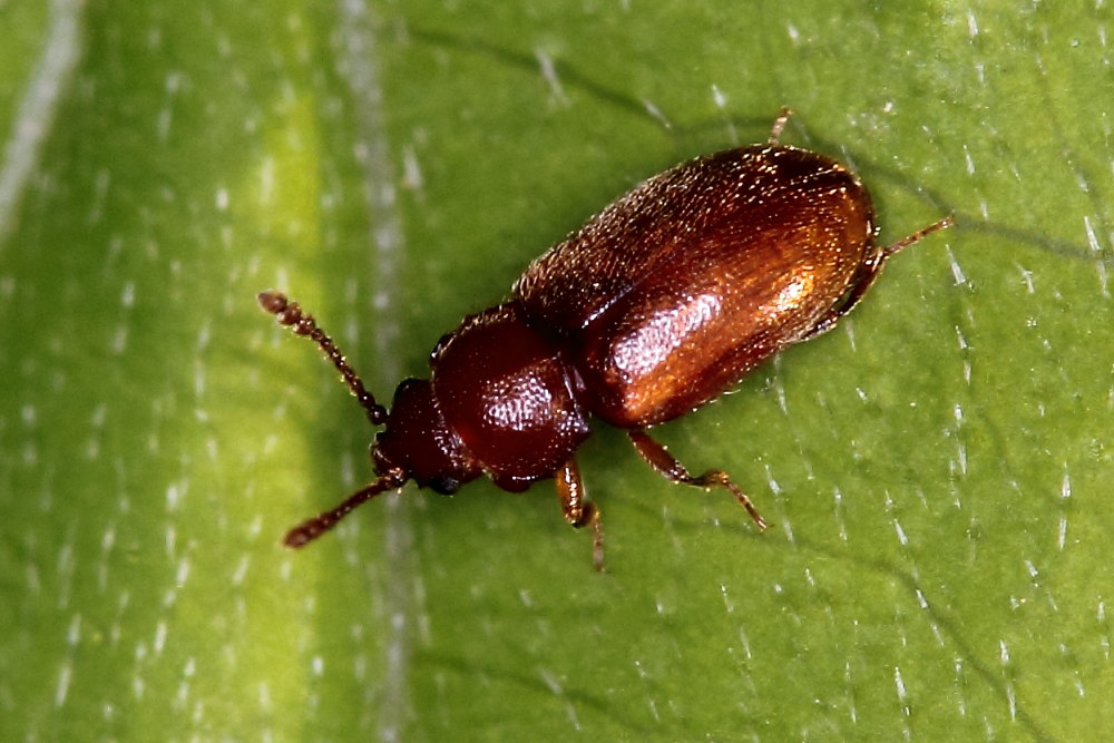 Cryptophagus sp. (Cryptophagidae)