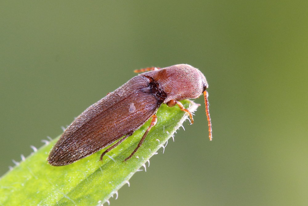 Agriotes litigiosus, Elateridae