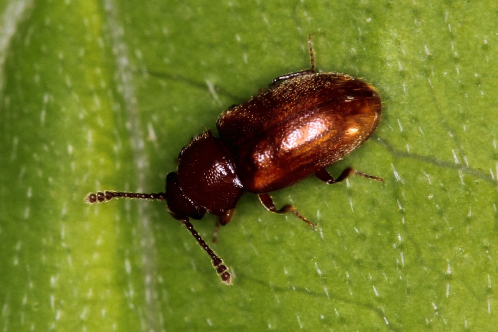 Cryptophagus sp. (Cryptophagidae)