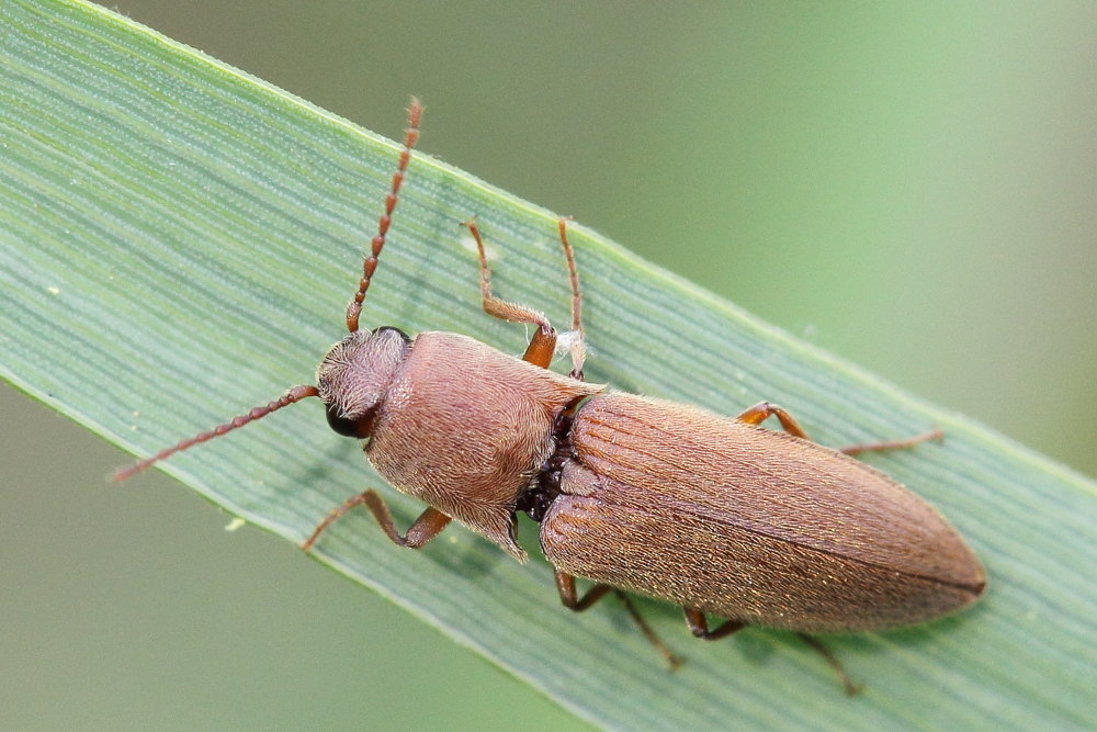 Agriotes litigiosus, Elateridae