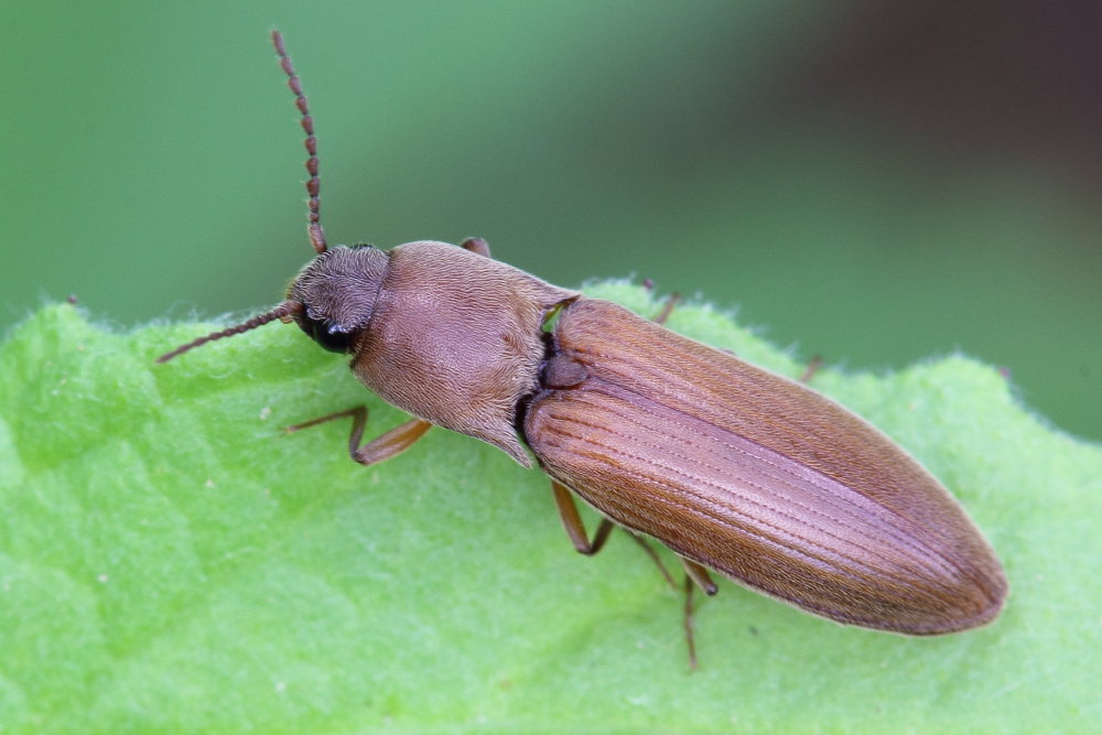 Agriotes litigiosus, Elateridae