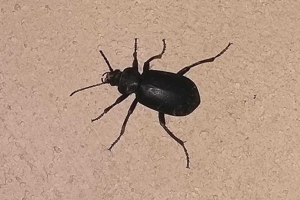 Da identificare: Calosoma maderae (cf.)