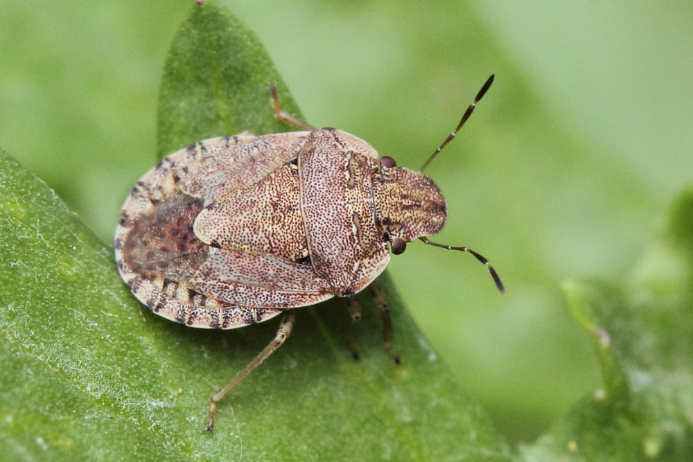 Pentatomidae da identificare