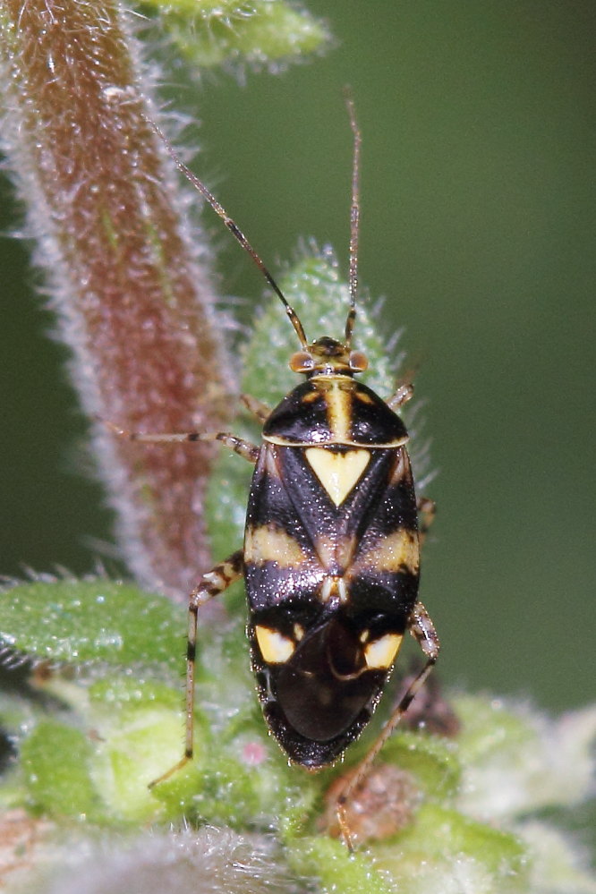 Miridae: Liocoris tripustulatus delle Marche (AN)