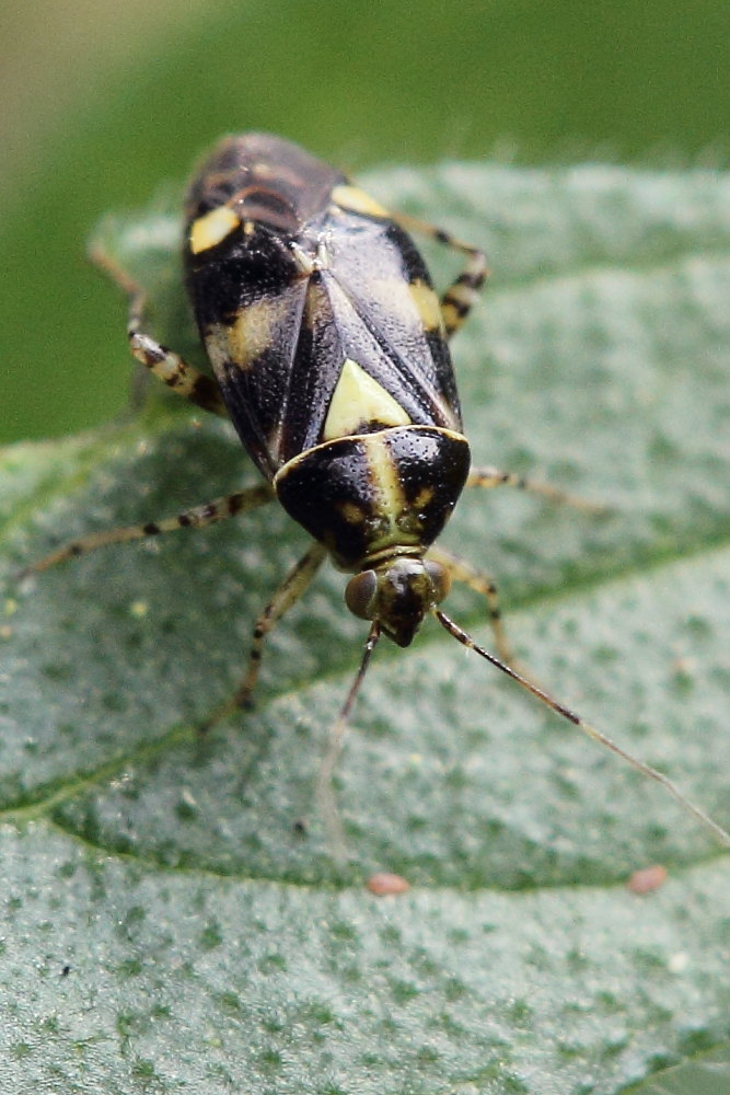 Miridae: Liocoris tripustulatus delle Marche (AN)