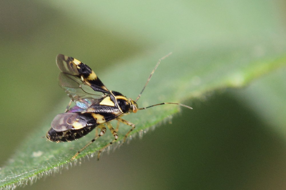 Miridae: Liocoris tripustulatus delle Marche (AN)