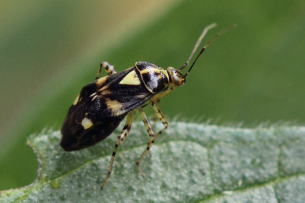 Miridae: Liocoris tripustulatus delle Marche (AN)