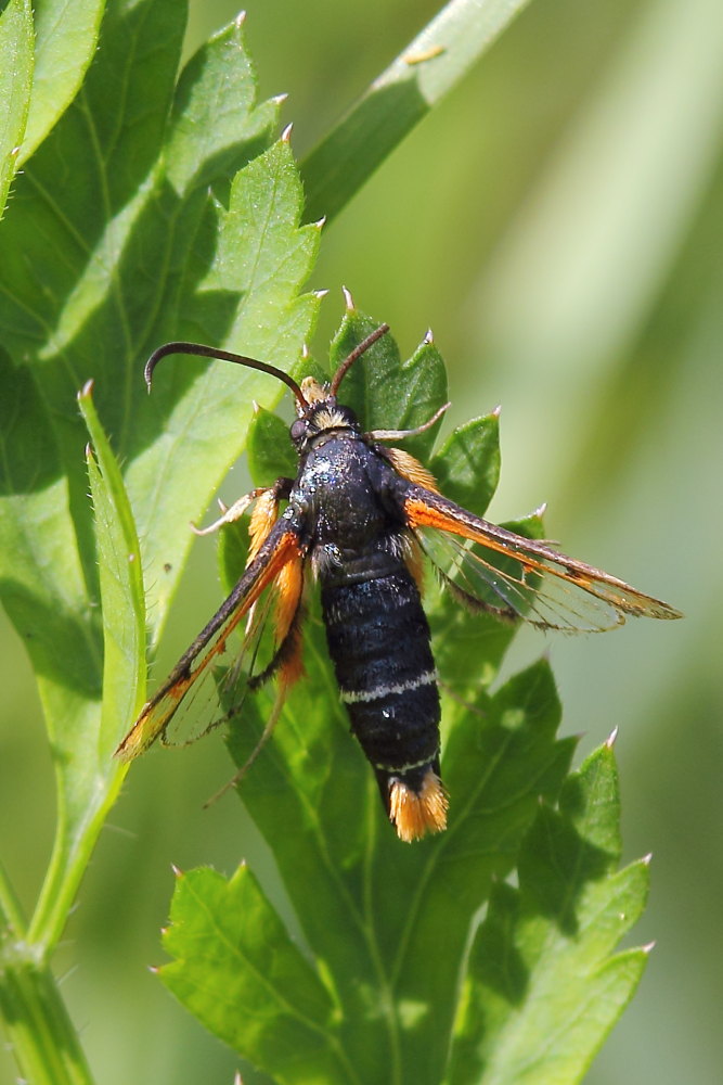 Pyropteron chrysidiformis? S