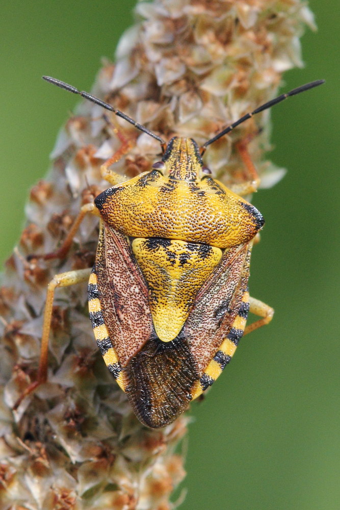 Carpocoris da identificare